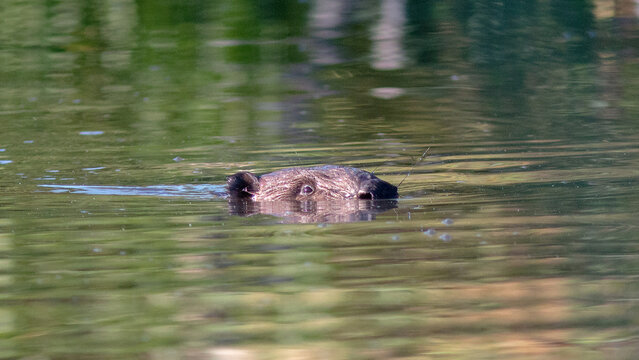 wild boar in the forest