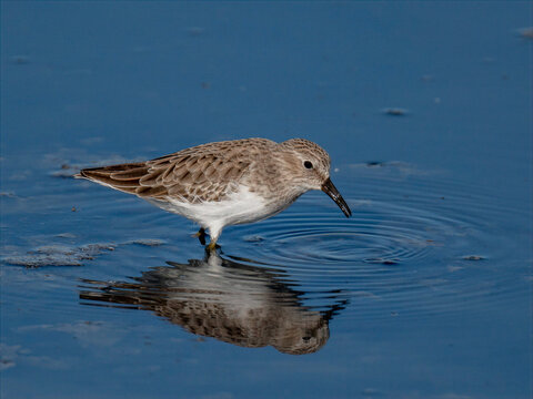 Least sandpiper wading in shallow water with clear reflection