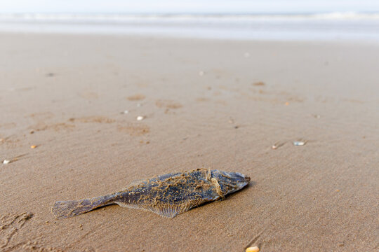 Dead European flounder washed ashore by waves and stranded at low tide on North Sea beach
