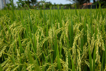 Fototapeta premium Close-up view of rice plants displaying clusters of ripe grains ready for harvest, surrounded by vibrant green foliage in a field illuminated by natural sunlight