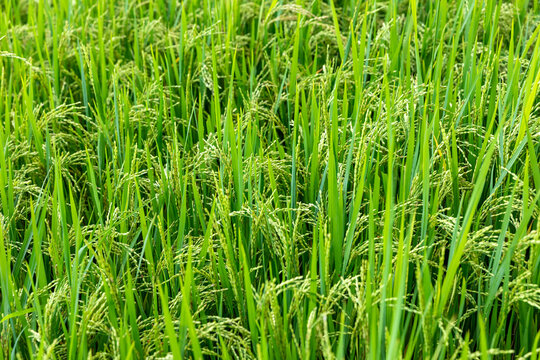 Lush green rice field with tall stalks and ripening grains under bright sunlight in a rural agricultural landscape