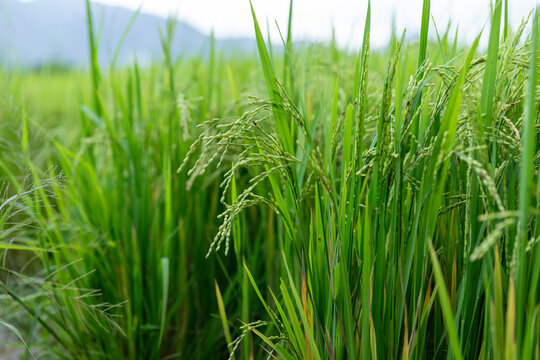 Lush green rice field with tall stalks with ripening grains swaying gently outdoor, showcasing a vibrant agricultural landscape with natural growth and farming potential.