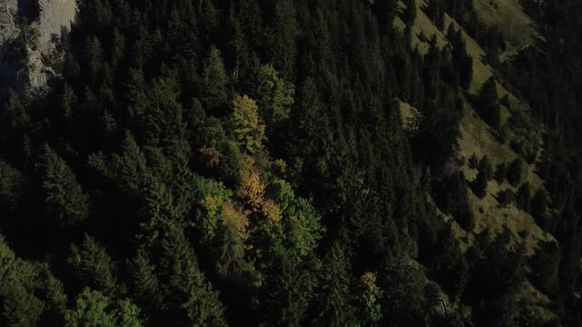 Seitw&auml;rtsflug entlang bewaldeter Steilflanke &uuml;ber dem t&uuml;rkisen Brienzersee &ndash; Luftaufnahme
