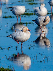 Ross's geese standing and resting in shallow wetland habitat © Leon Burda