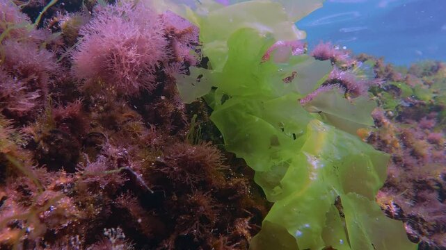 Close-up of green Ulva foliage waving in marine current alongside red algae on underwater reef. Colorful aquatic scene with bright green sea lettuce leaves contrast against red filamentous seaweed.