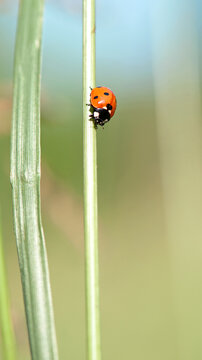 Coccinellidae is a widespread, Ladybird beetle, ladybugs. red beetle with black dots. insects in the wild. natural background. macro nature. ladybug sitting on a meadow plant. small predatory insect