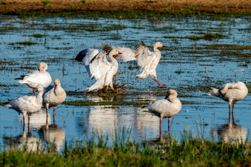 Flock of Ross's geese gathering in wetland habitat at Sacramento Wildlife Refuge © Leon Burda