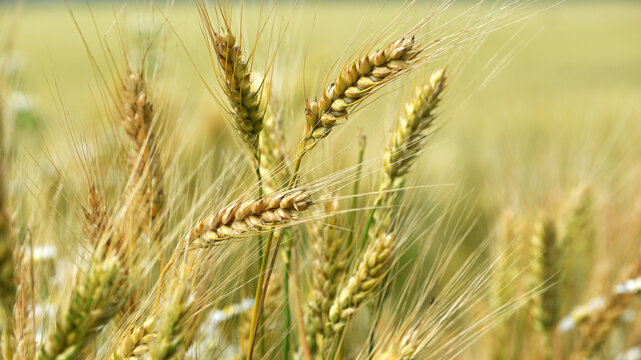 golden spikelets of wheat in the field close up. Ripe large ears of wheat against the yellow background of the field. farming. concept of good summer harvest, agricultural. farmland, agribusiness