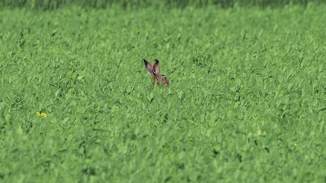European hare (Lepus europaeus) feeding in a green pea field in summer.