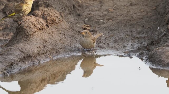A female house sparrow (Passer domesticus) and a a juvenile European greenfinch (Chloris chloris) drinking water from a rain puddle