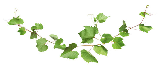 Naklejka premium Grapevine with green leaves on transparent background