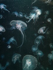 jellyfish in the sea © Kanokchat Ngamphong