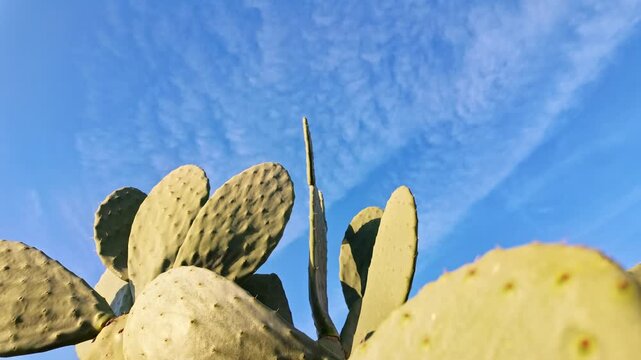 Textured opuntia cactus pads glow in warm sunlight against a clear blue sky in antalya.