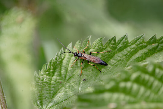 Ichneumon wasp with long antennae on a leaf
