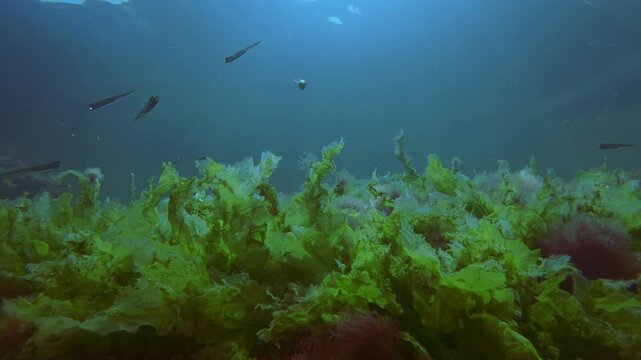Vivid green Ulva sea lettuce and red hairweed slowly sways in sea flow as Atherina sand smelt fish swims over thes marine carpet in blue water under soft sun beams at golden hour, backlit, slow motion