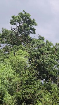 Flock of black birds sitting perched on green leafy tree branches high top outdoors against cloudy overcast gray sky background in nature summer day.