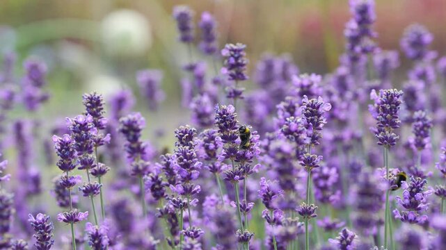 Bumblebee pollinating lush blooming lavender bush with small purple flowers. Lavandula, honey plant attracting many Bombus and bees, beneficial insects, pollination and biodiversity 