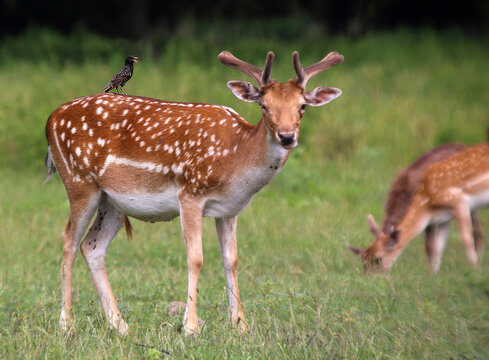 Spotted fallow deer with a small bird in a meadow