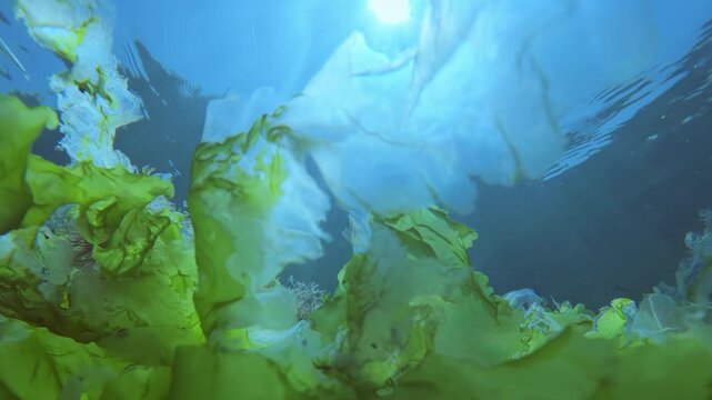 Camera moves right side along sea bottom covered green sea lettuce sunshine beaming through translucent leaves against sky blue sea in background as Atherina sand smelt swims under surface, backlit