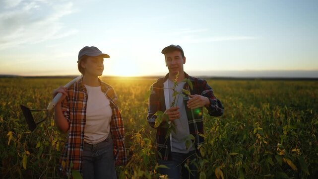 Farmers team checking large soybean field at sunset. Man farmer holds plant while woman farmer with garden hoe listens. Agriculture workers inspecting soybean crop in summer evening sunlight.