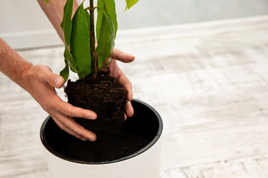 Close up hands of a person planting a young green mango tree plant into a white pot on a light wooden surface in a bright indoor setting