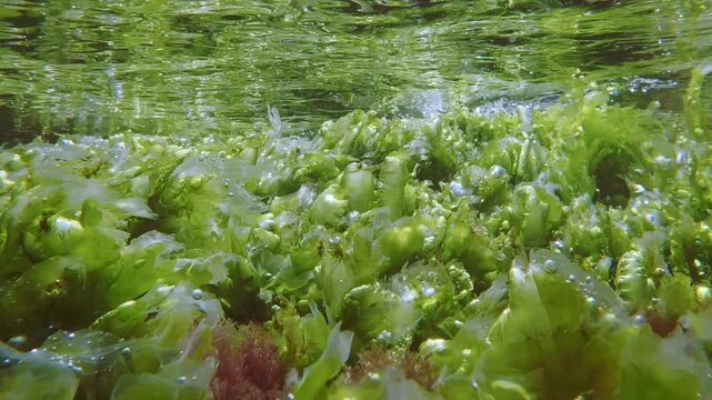 Translucent, vivid green Ulva sheet algae with air bubbles inside sways under mirroring, waving water surface in sunny day. Vibrant green sea lettuce carpet with oxygen capsules in shallow ocean.