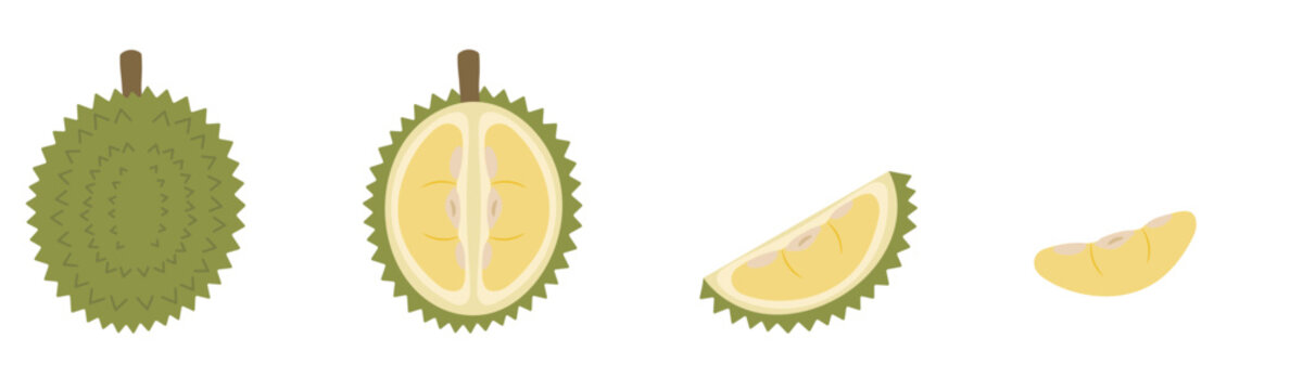 hand drawn durian set illustration