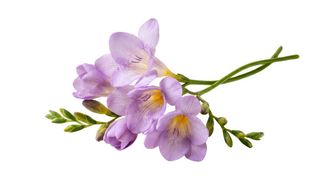 Beautiful delicate purple freesia flowers isolated on a white background with a transparent background effect for easy design integration