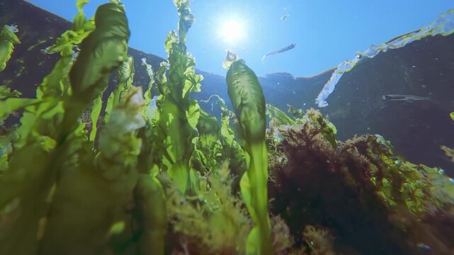 Vertical green Enteromorpha algae stems with capsules oxygen bubbles reaching up to bright sun, while small silverside fish swim against vivid sky blue background, backlit sunburst flare, close-up.