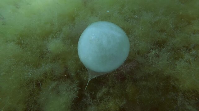 Translucent gelatinous polychaete egg cocoon attached to green algae turf on shallow seabed. Macro shot of mucilaginous marine worm egg bag anchored swaying on fine filamentous Cladophora algae mat