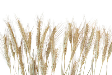 Fototapeta premium ripe golden barley ears, grain stalks, isolated on transparent background