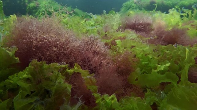 Camera moves left side along lush green sea lettuce sheets and bushy red seaweed tufts covering shallow ocean bottom like vibrant multicolored mat with tiny Atherina sand smelt fish in background.