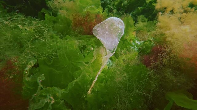 Close-up of an empty mucilaginous polychaete worm egg cocoon attached to mottled carpet of different types of algae bobbing in sea current. Translucent gelatinous aquatic bubble structure.