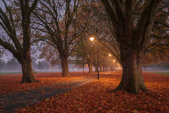 Foggy Autumn Late Afternon Along a Tree-Lined Path at Jesus Green, Cambridge
