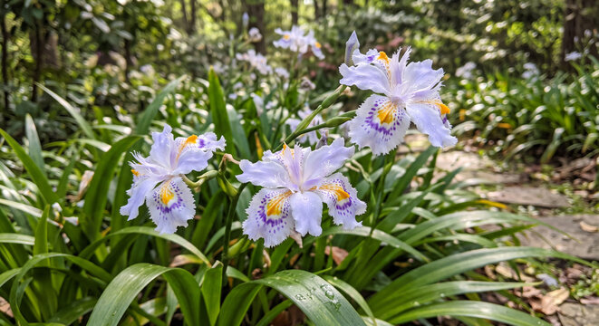 spring crocus flowers iris japonica