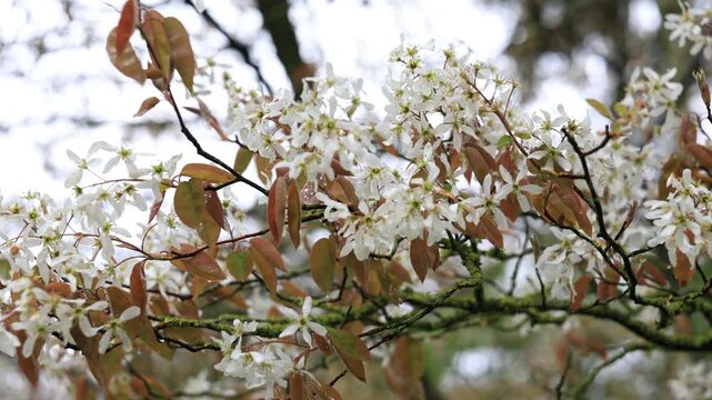 Serviceberry tree in full bloom after rain, Germany. Close-up of white Amelanchier flowers and young bronze leaves on wet branches with lichen against a soft grey spring sky