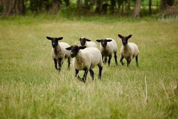 flock of sheep in a field © Heidi Patricola