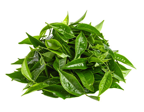 Fresh green tea leaves piled high in a large heap for organic food production and healthy herbal beverage preparation&nbsp;