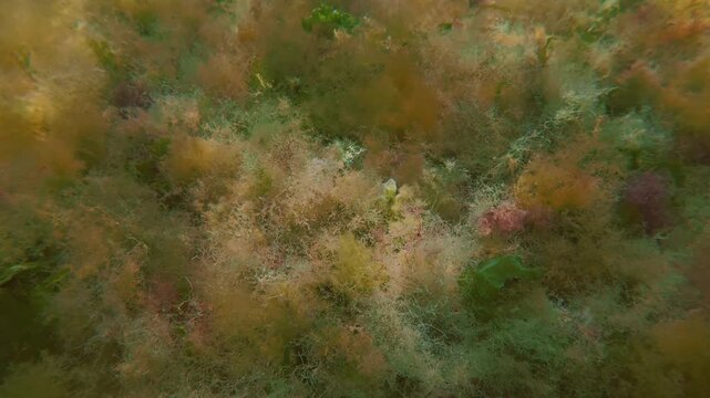 Close up of vibrant leaves green Ulva sea lettuce interwoven with soft fluffy golden brown Ectocarpus and bushy red Ceramium algae on sunny sea floor forming patterned colorful matted carpet.