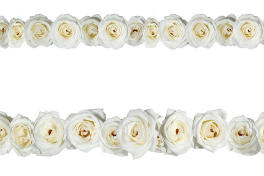White roses border arranged in two horizontal parallel lines creating an elegant decorative frame for wedding invitations or greeting cards&nbsp;