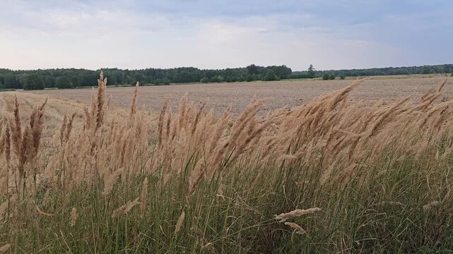 Dry wild grass spikelets closeup in front of harvested agricultural cereal field and distant forest under cloudy evening sky at countryside sunset landscape.