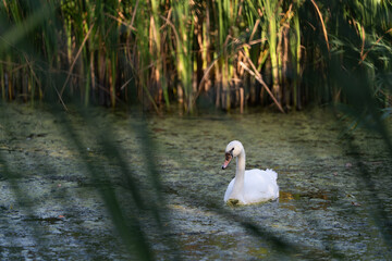 swan on the lake © Cristian
