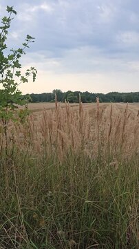 Dry wild grass spikelets closeup in front of harvested agricultural cereal field and distant forest under cloudy evening sky at countryside sunset landscape.