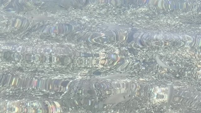 Peces + piedras + agua poco profunda