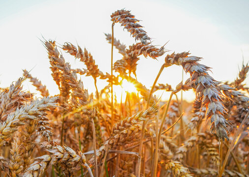 Wheat field on sunset. Farm field with rye. Crisis world&rsquo;s breadbasket. Corn and wheat harvesting. Wheat import, maize, soybeans. Grain export prices after grain deal. 