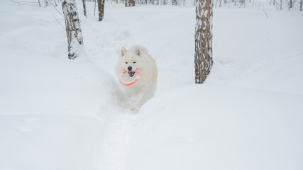 Naklejka premium A Samoyed dog plays with a puller on a winter walk.