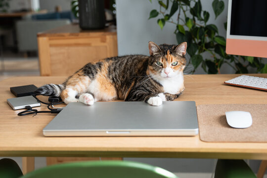 Spoiled lazy domestic cat relaxing beside laptop at owners home office worktable looking at camera, naughty pet lying paws over computer interrupting work, tranquil kitty comfortably resting on table.