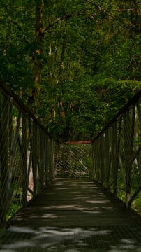 bridge in the forest
