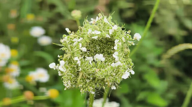 Close‑up of wild carrot inflorescences after the umbel inflorescence has flowered. Detailed botanical texture in natural habitat.