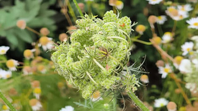 Close‑up of wild carrot inflorescences after the umbel inflorescence has flowered. Detailed botanical texture in natural habitat.